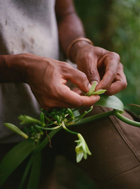 Visitez la Vanilleraie et l'Agro-Ferme Tropicale